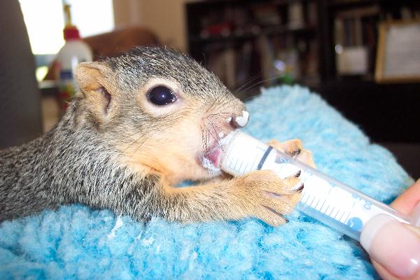 Feeding_baby_squirrel